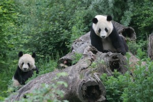 CCRCGP & Zoo Vienna renew panda contract for 10 years