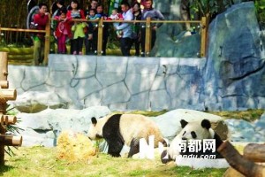 Jiao Qing & Yuan Zhou moved to Shenzhen Safari Park