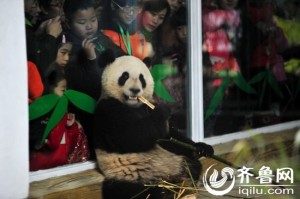 Fu Hu & Cai Yun debuted at the Jinan Zoo