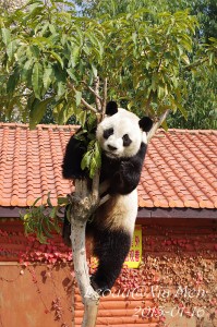 Yuan Xiao moved to Xiamen