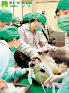 Semen extraction in Taiwan