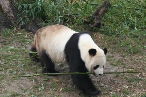 Giant Panda Sperm Bank