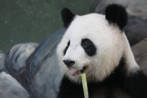 Artificial Insemination @ Zoo Atlanta