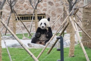 Fu Hu & Cai Yun explore their outside yard in Jinan