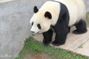 Fu Long moved to Langzhong Zoo