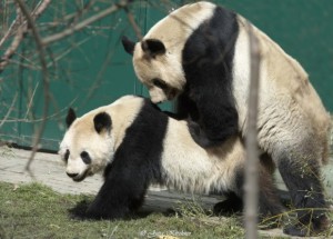 Yang Yang & Long Hui mated again @ Zoo Vienna