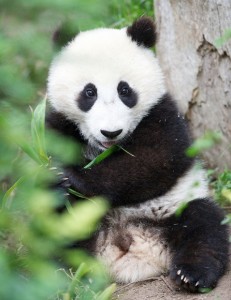 Xiao Liwu: Munching on bamboo