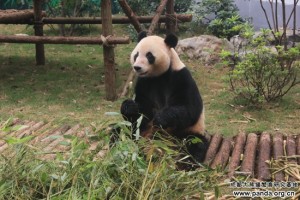 Ming Bang & Shu Lin moved to Liuzhou City Zoo
