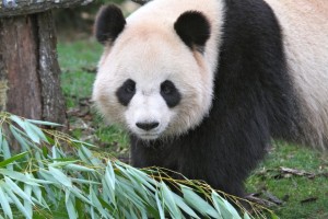 Panda Poop to heat Zoo Parc de Beauval