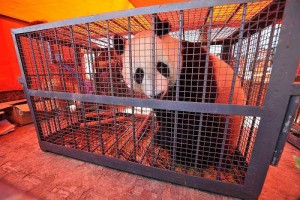 Cai Tao and Hu Chun moved to the Taiyuan Zoo