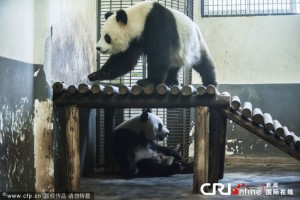Er Xi and Ya Yun moved to the Changsha Ecological Zoo