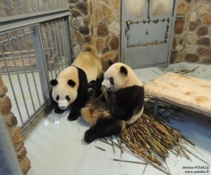 A Bao & De De moved out of the Quarantaine Field at the Chengdu Panda Base