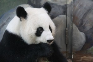 Lun Lun gives birth to twins @ Zoo Atlanta