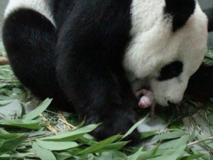 Yuan Yuan gives birth to a cub @ Taipei Zoo