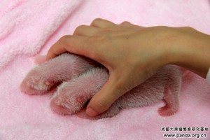 Cheng Gong gives birth to twins @ Chengdu Panda Base