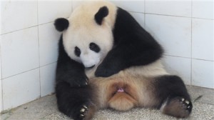 Feng Yi gives birth to a cub @ CCRCGP