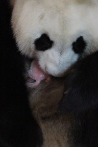 Hua Zui Ba gives birth to a cub @ Zoo Madrid