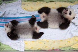 Do you want to meet Zoo Atlanta's panda cubs?