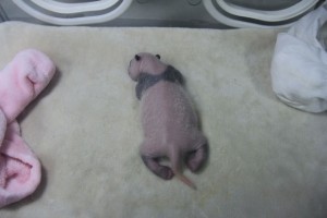 Jiao Zi gives birth to triplets, Da Jiao to twins and Qing He to a single cub at the Chengdu Panda Base