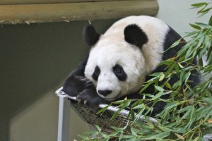 Panda Cub Watch continues at Edinburgh Zoo