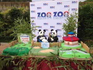 Zoo Madrid Panda Family Party