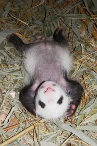 Zoo Vienna's cub is male