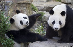 Adelaide Giant Panda Breeding Season