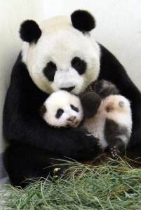 Taipei Zoo's cub named Yuan Zai