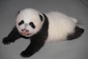 Name Zoo Madrid's Panda Cub