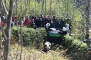 Pandas International's Suzanne Bradon tells us why we are reintroducing pandas