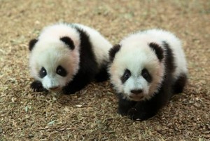 Mei Lun and Mei Huan ventured out