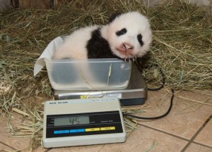 Weighing Zoo Vienna's Cub
