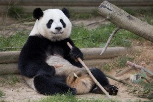 Xi Lan & Po will leave Zoo Atlanta in the near future