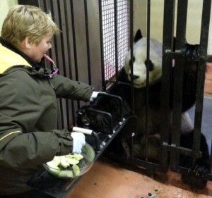 Panda Training @ Edinburgh Zoo