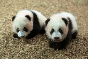 Po, Mei Lun & Mei Huan are female