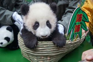 XiangJiang Safari Parc's panda cub named Long Long