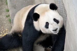 San Diego born pandas in China