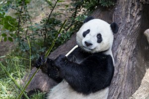 Yun Zi will move to China in January 2014