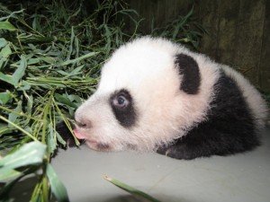 Zoo Madrid's panda cub named Xing Bao