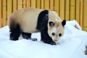 Da Mao enjoys the cold