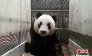 San Diego Zoo's Yun Zi 'returned' to China
