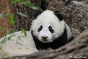 Fu Bao shows himself for the first time