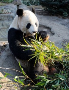 Ueno Zoo's Panda Breeding Season starts