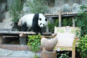 Valentines Day at Chiang Mai Zoo