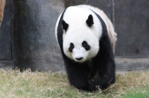 Ocean Park welcomes 2014 Panda Breeding Season