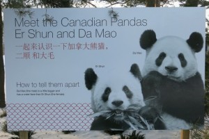 Toronto Zoo Giant Pandas Celebrate One Year Anniversary
