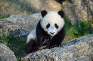 Fu Bao's first day outside