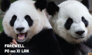 Xi Lan & Po will move to Chengdu on May 12