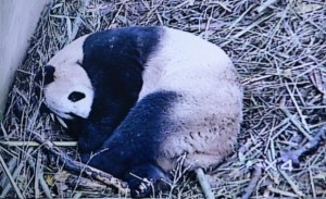 Guo Guo gives birth to the first cub of 2014