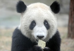 Zoo Kobenhavn will become a giant panda zoo in the future